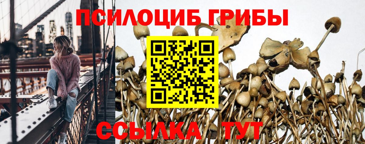 Псилоцибиновые грибы ЛСД  купить наркотики сайты  Псилоцибиновые грибы Magic Shrooms  Нефтекумск  Вход с VPN 